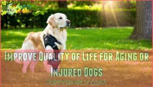 improve quality of life for aging or injured dogs