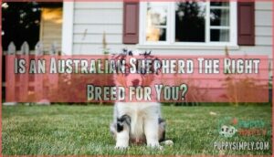 is an australian shepherd the right breed for you