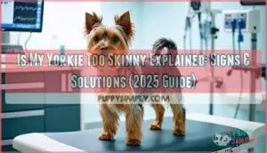 is my yorkie too skinny explained
