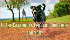 is the catahoula leopard dog right for you