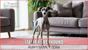italian greyhound