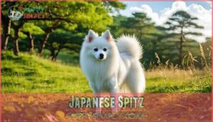 japanese spitz