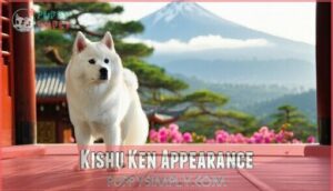 kishu ken appearance