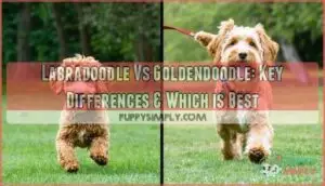 labradoodle vs goldendoodle