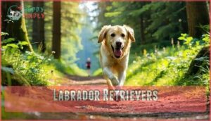 labrador retrievers
