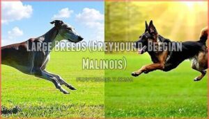 large breeds (greyhound, belgian malinois)