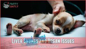 liver shunts and organ issues