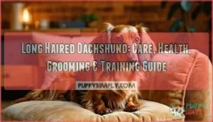 long haired dachshund