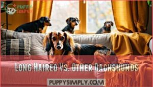 long haired vs. other dachshunds