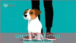loyalty in jack russells
