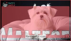 maltese