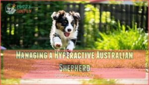 managing a hyperactive australian shepherd