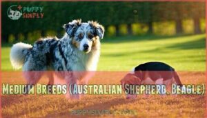 medium breeds (australian shepherd, beagle)