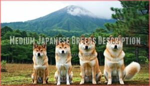 medium japanese breeds description