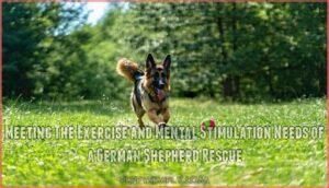 meeting the exercise and mental stimulation needs of a german shepherd rescue