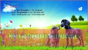 mini and standard sheepadoodles mini and standard sheepadoodles