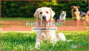 mixed-breed dogs