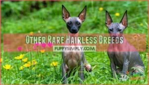other rare hairless breeds