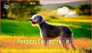 physical characteristics