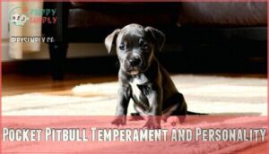 pocket pitbull temperament and personality