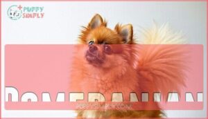 pomeranian
