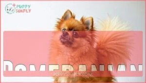 pomeranian