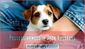 possessiveness in jack russells possessiveness in jack russells