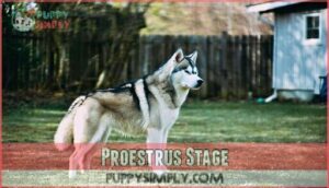proestrus stage