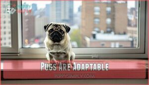 pugs are adaptable
