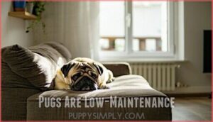 pugs are low-maintenance