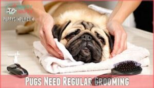 pugs need regular grooming