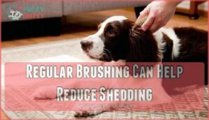 regular brushing can help reduce shedding
