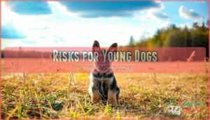 risks for young dogs