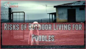 risks of outdoor living for poodles risks of outdoor living for poodles