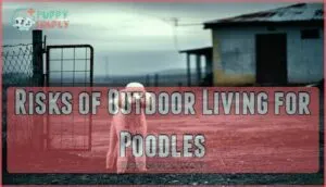 risks of outdoor living for poodles