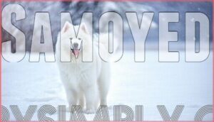 samoyed