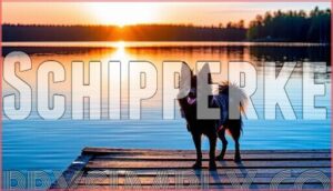 schipperke