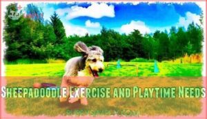 sheepadoodle exercise and playtime needs