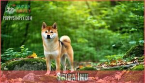shiba inu
