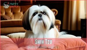 shih tzu