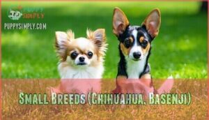 small breeds (chihuahua, basenji)