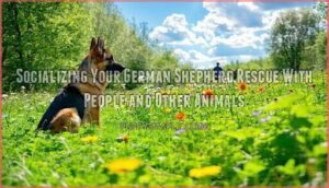 socializing your german shepherd rescue with people and other animals