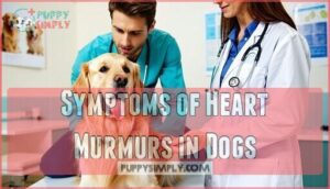 symptoms of heart murmurs in dogs