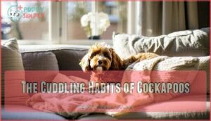 the cuddling habits of cockapoos