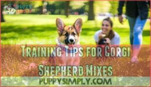 training tips for corgi shepherd mixes