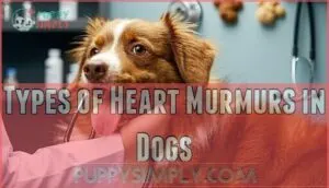 types of heart murmurs in dogs