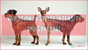 variation in stripe intensity and coverage