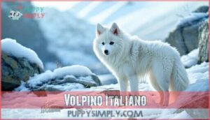 volpino italiano