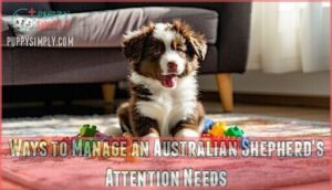 ways to manage an australian shepherd's attention needs
