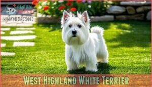 west highland white terrier